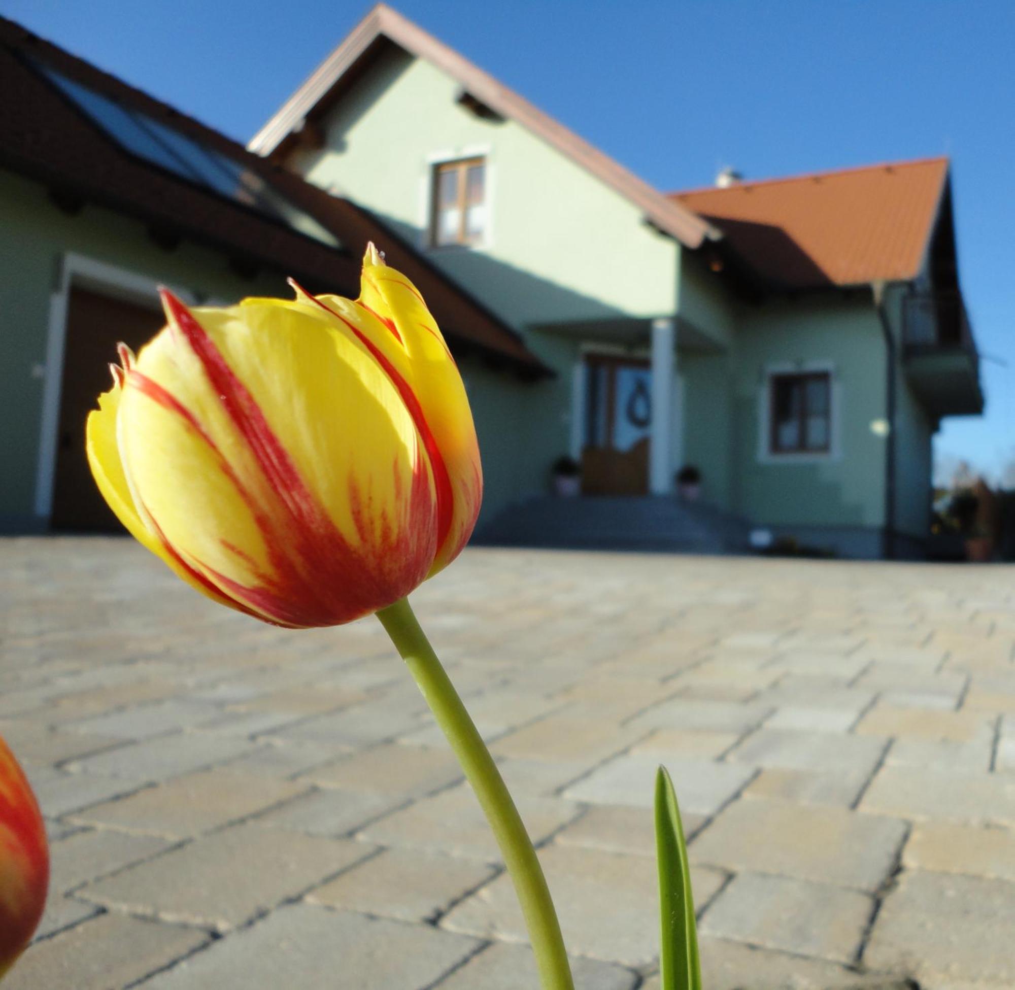 Staatz Gaestezimmer Rieder מראה חיצוני תמונה
